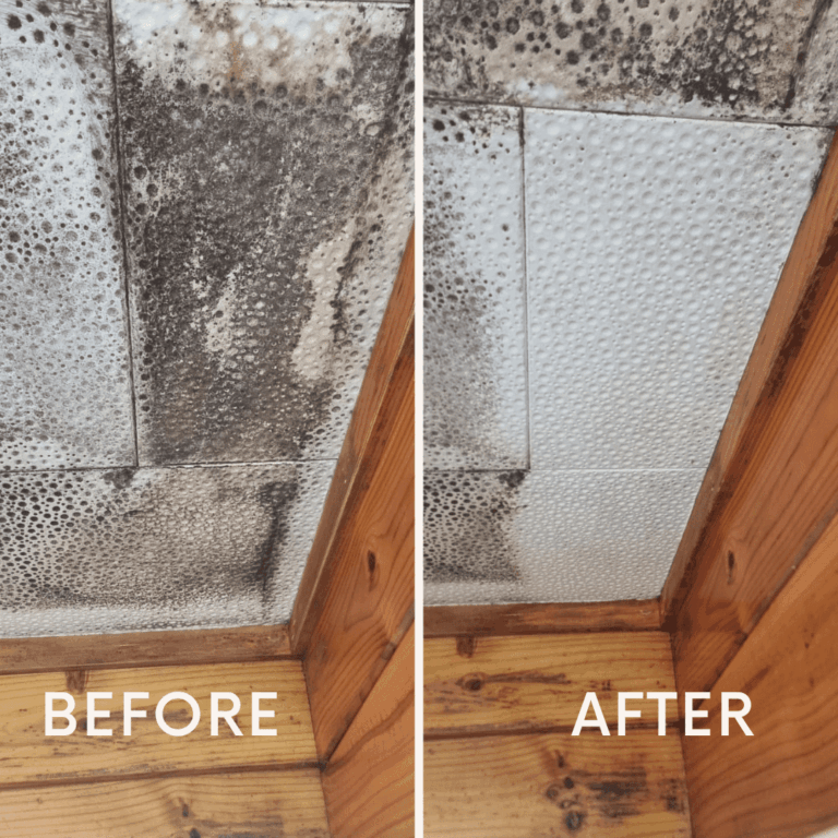 Before after Mold Cleaning in Christchurch